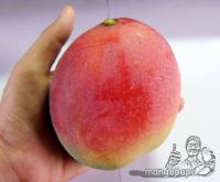 網路Q&A:明星爸芒果和市面上的差別