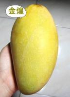 金煌芒果-特級