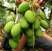 土芒果青(情人果DIY)